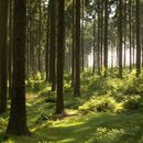Vorschaubild zu LK Österreich: Holz ist wertvoller Aktivposten unseres Außenhandels