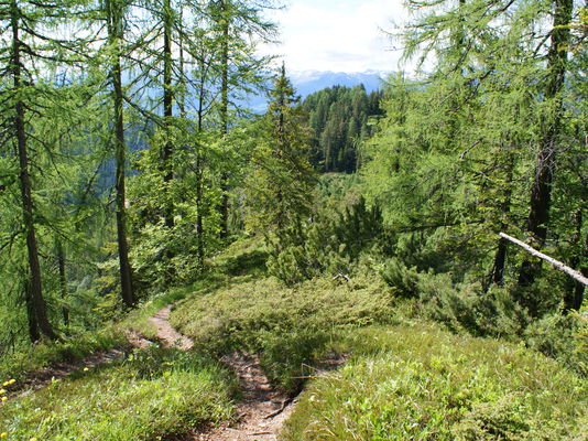 Woche des Waldes 2014: „Unser Wald in guten Händen“
