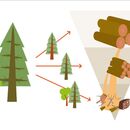 Energie aus heimischem Holz k&ouml;nnte in &Ouml;sterreich deutlich mehr genutzt werden 