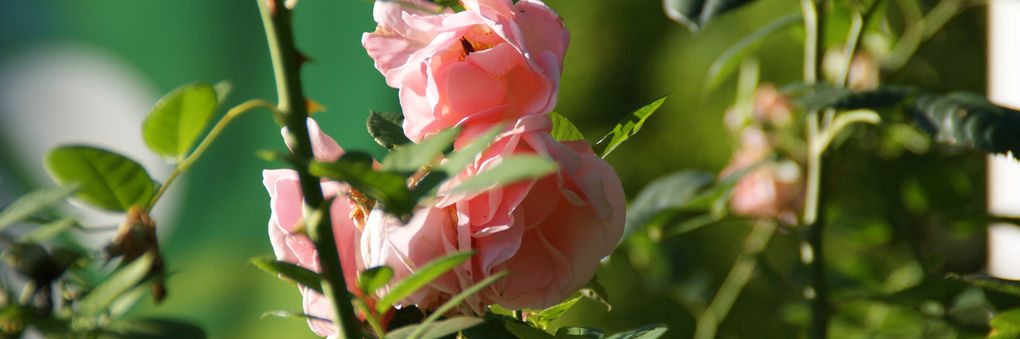 Headerbild: Rose_slide.jpg
