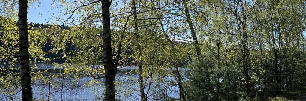 Headerbild: Wald_am_See.jpg