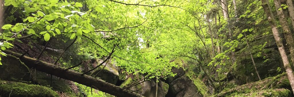 Headerbild: Wald_im_Fruehjahr_slide.jpg