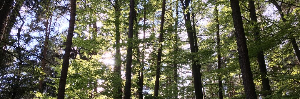 Headerbild: Wald_im_Gegenlicht_01.jpg