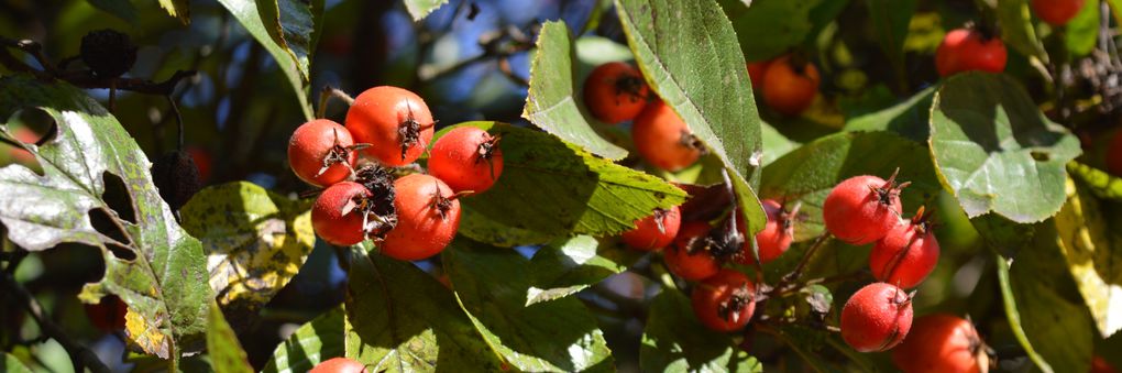 Headerbild: rote-Beeren_slide.jpg