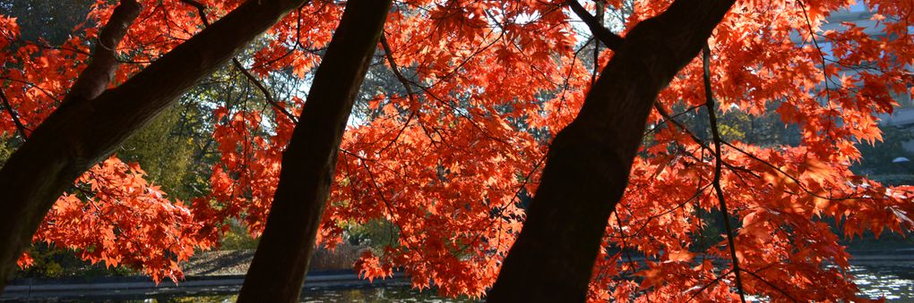 Headerbild: roter_Ahorn_slide.jpg